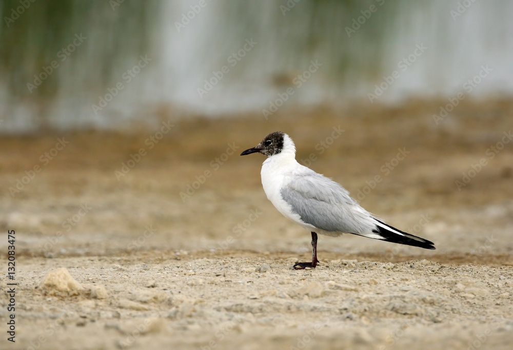 Black-headed gull in Buhair, Bahrain Black-headed gull in Buhair, Bahrain