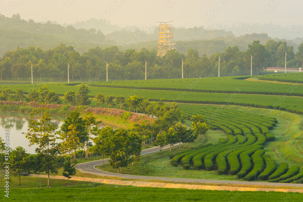Naklejka premium Green tea terraces field in the morning, Chiang Rai, Thailand