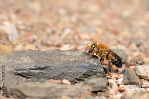 Bee, Bee find food on the rocks, Bee of Thailand