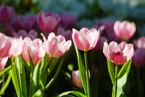 amazing beautiful tulips in garden. tulip is looking soft and colorful.
