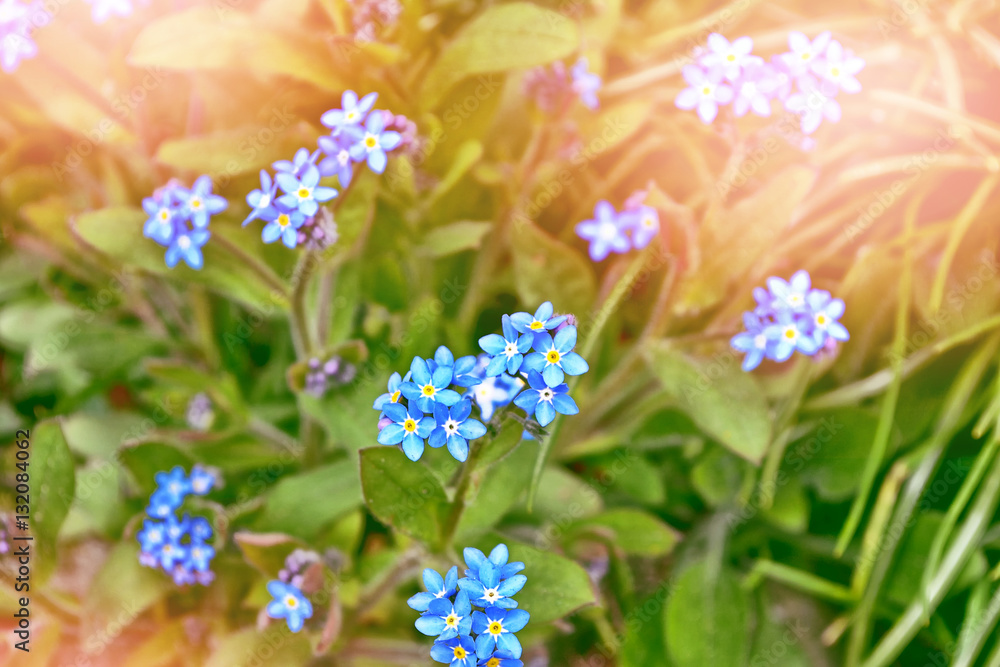 Me-nots Wildflowers on the background of the summer landscape. Me-nots Wildflowers on the background of the summer landscape.