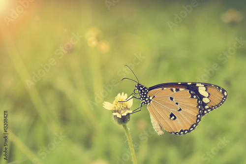 Yellow Butterfly on Flower with Sun Flare