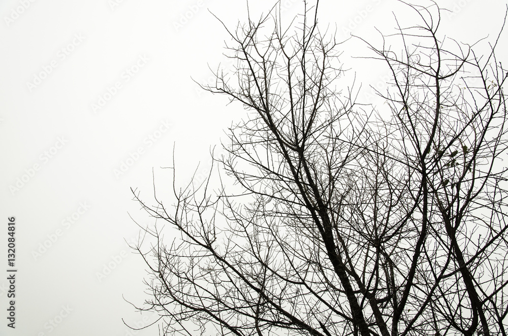 tree branch silhouette on a white background tree branch silhouette on a white background