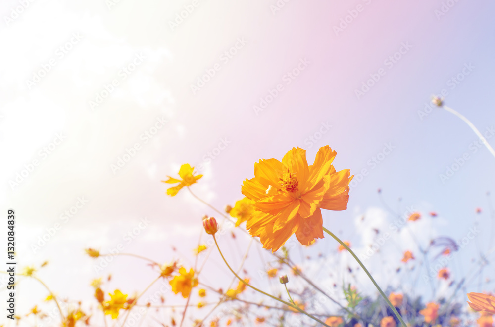 Pastel flowers in clear sky , Vintage Filter