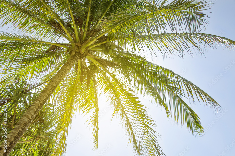 Fototapeta premium Coconut tree on blue sky background