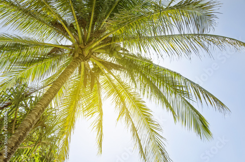 Coconut tree on blue sky background