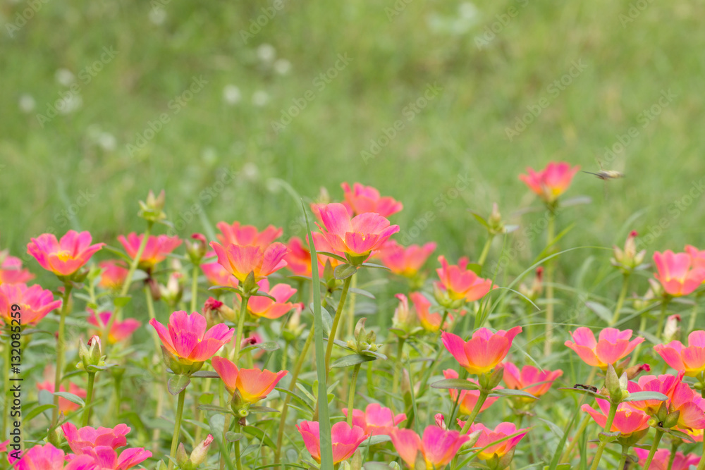 Common Purslane