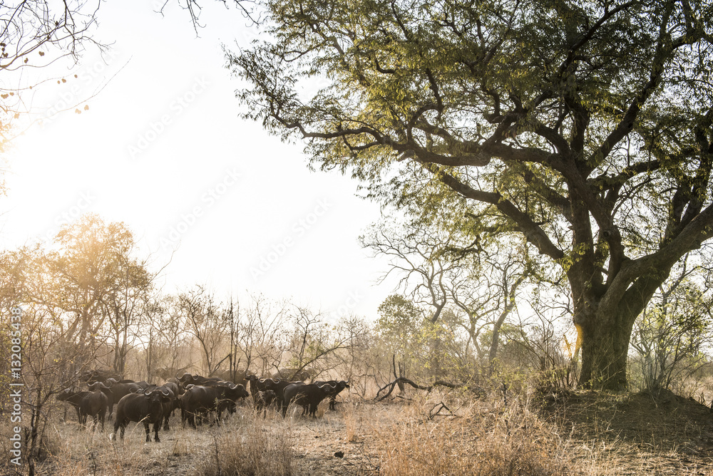 Cape Buffalo herd Cape Buffalo herd