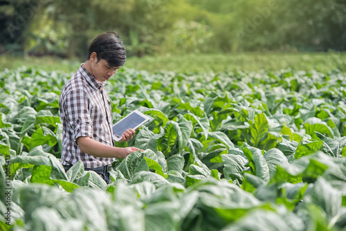 Happy Farmers using digital tablet in the cultivation of tobacco. modern technology application in agricultural growing activity.