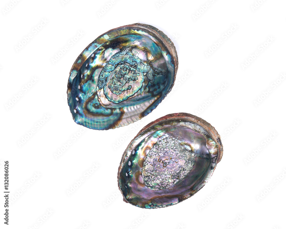Bright polished rainbow abalone shell isolated on white background Bright polished rainbow abalone shell isolated on white background
