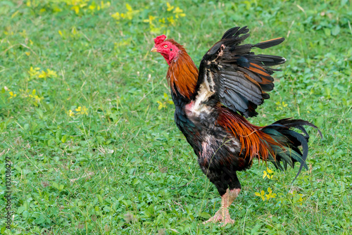 rooster in a field