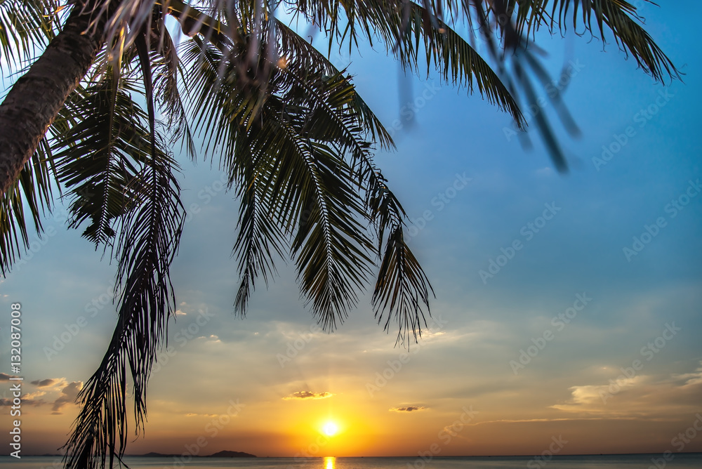 Coconut palm tree silhouette at sunset.