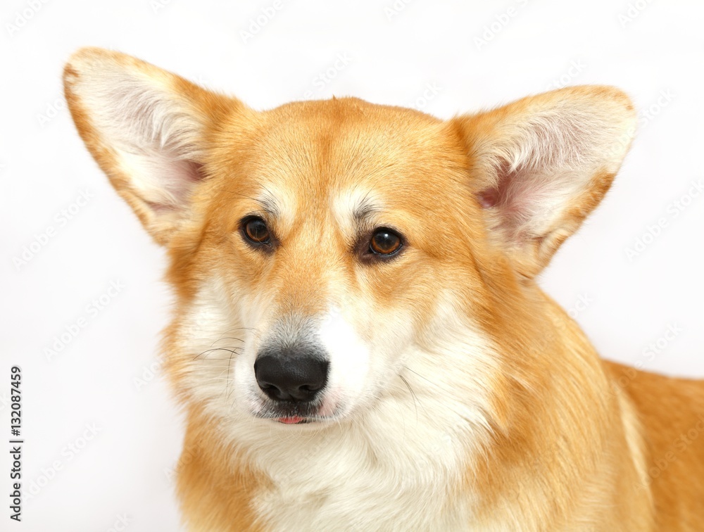 Welsh Corgi on the studio in the white background, isolated Welsh Corgi on the studio in the white background, isolated