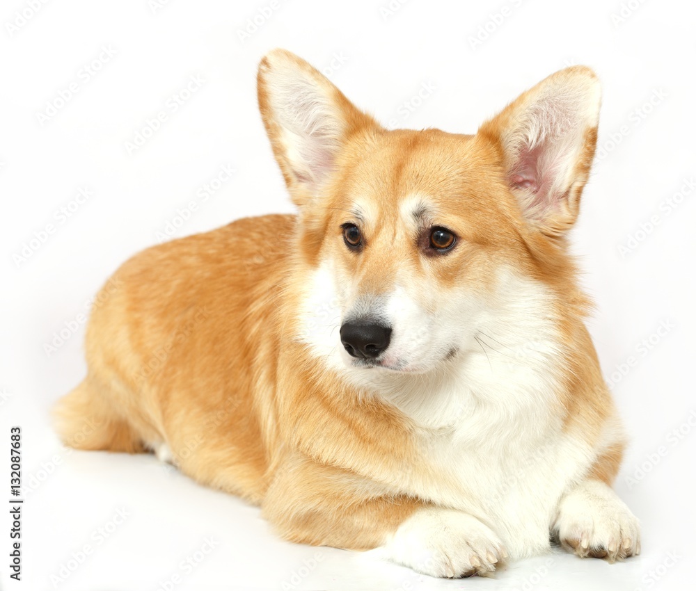 Welsh Corgi on the studio in the white background, isolated