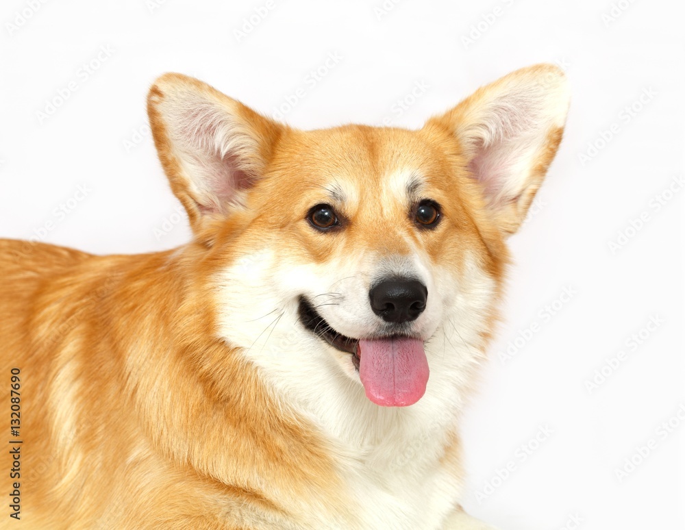 Welsh Corgi on the studio in the white background, isolated