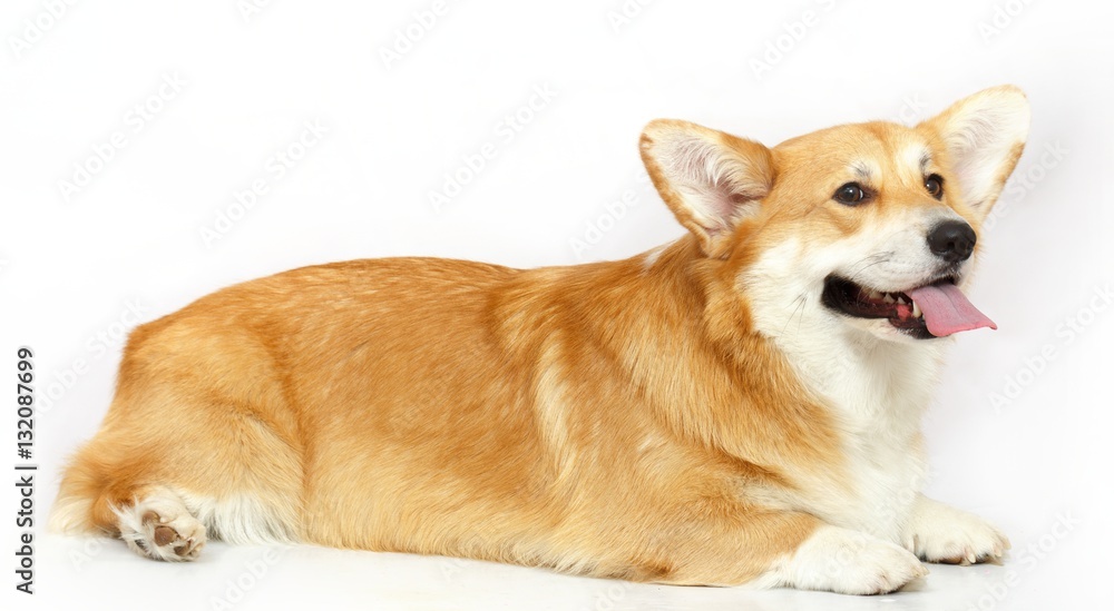 Welsh Corgi on the studio in the white background, isolated