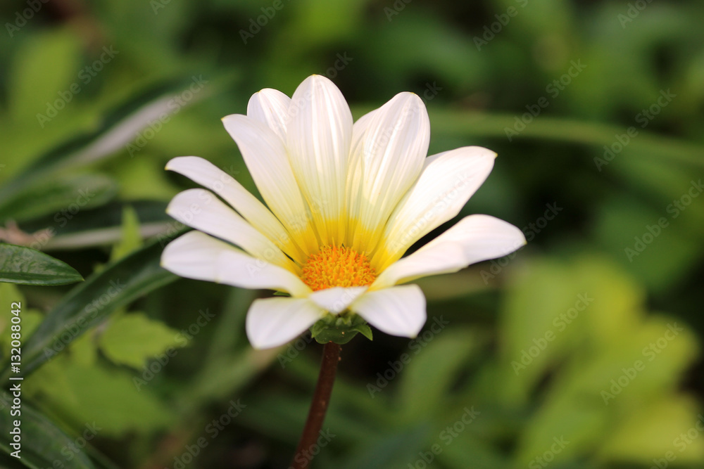 白い花 白い花