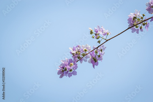 Lagerstroemia floribunda