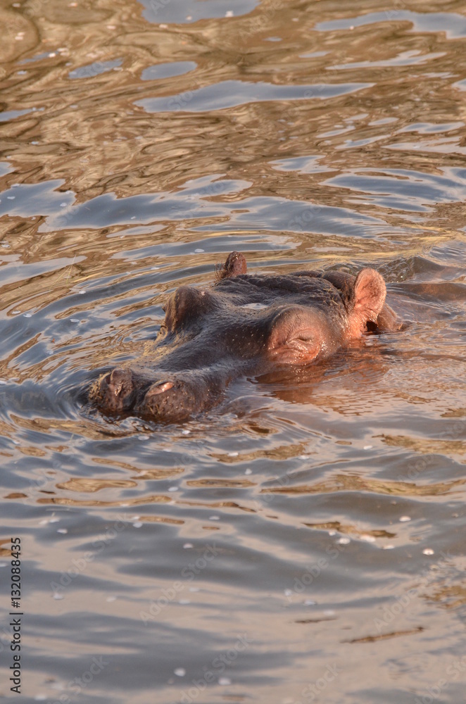 Fototapeta premium カバ