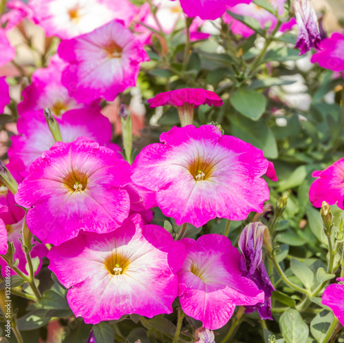 Beauty pitunia flower on summer day closeup shot.