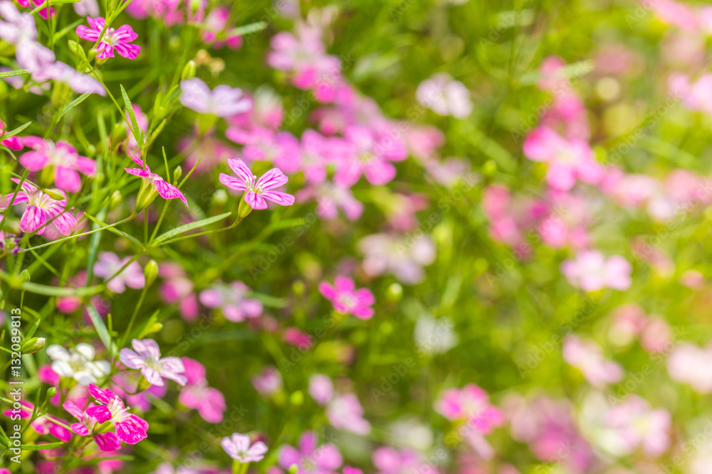 flower flower