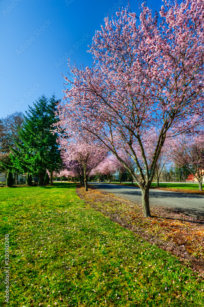 Naklejka premium Pink flowers against a deep blue sky on a Spring morning