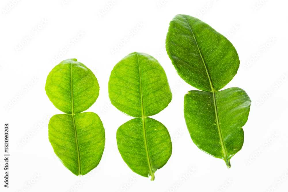 leaves leaves