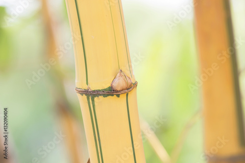 Bambusa vulgaris