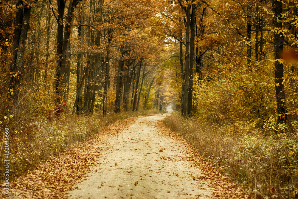 Obraz premium Autumn Forest