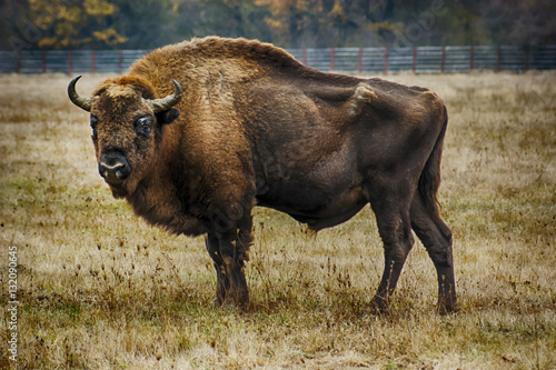  European bison