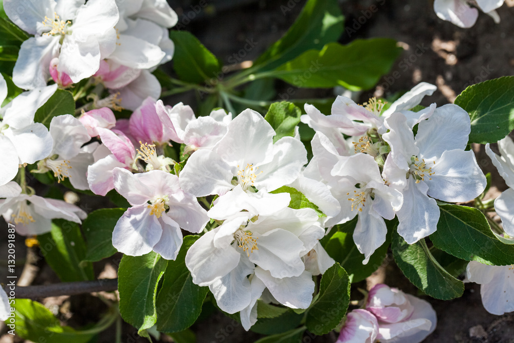 Spring blooming on apple tree branches
Spring blooming on apple tree branches