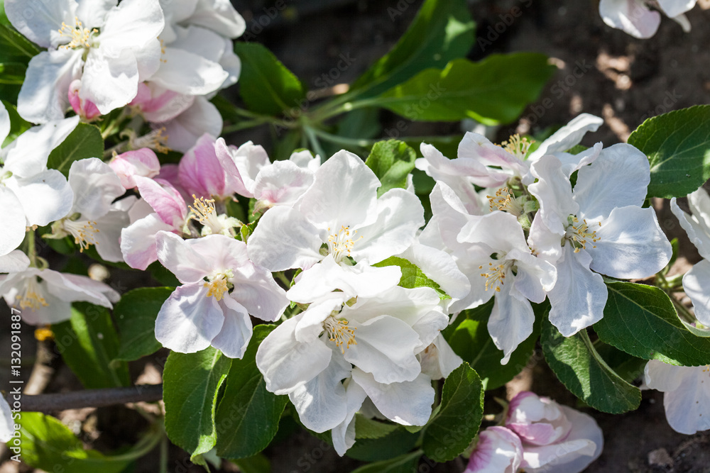 Spring blooming on apple tree branches
