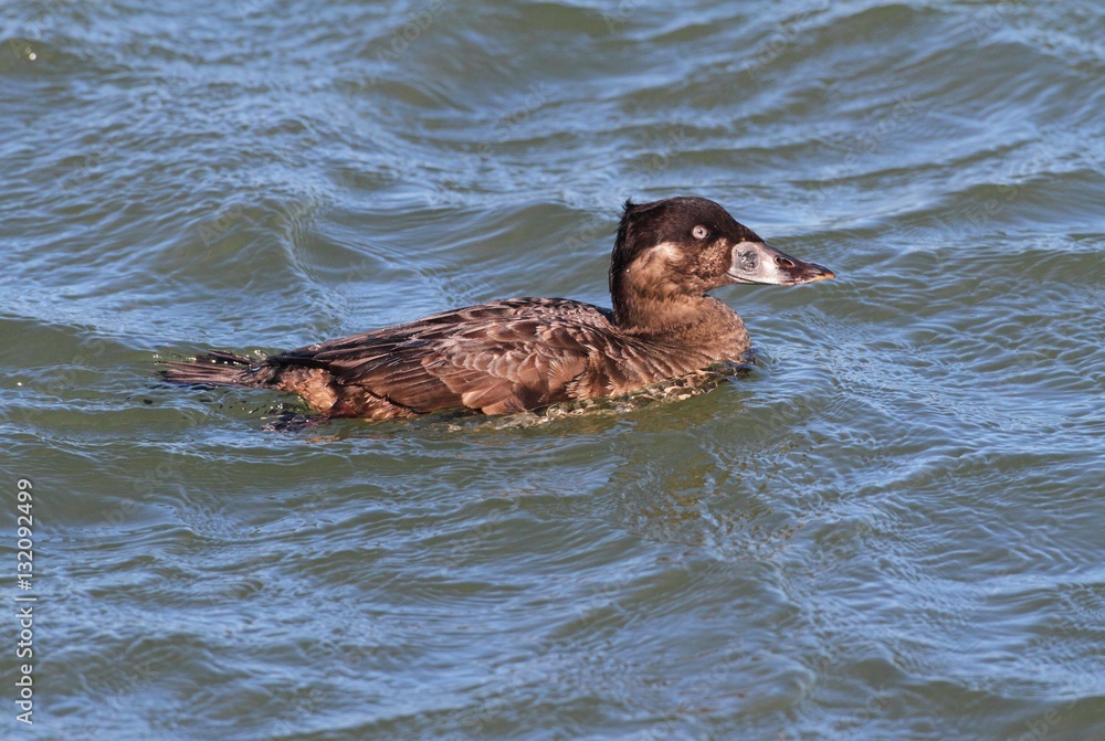 Female Surf Scoter (Melanitta perspicillata) Female Surf Scoter (Melanitta perspicillata)