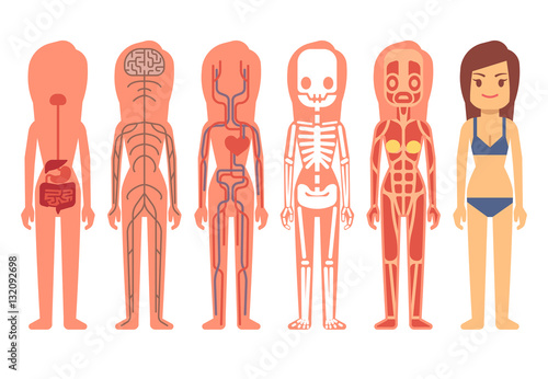 Medical woman body anatomy vector illustration. Skeleton, muscular, circulatory, nervous and digestive systems