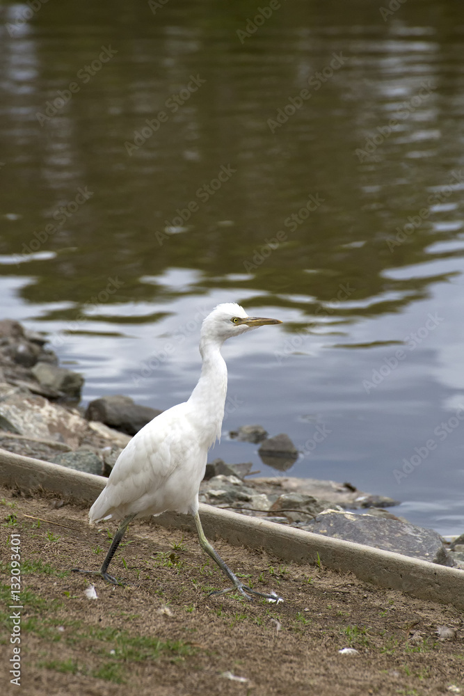 Cattle egret walking near pond in Queensland Cattle egret walking near pond in Queensland