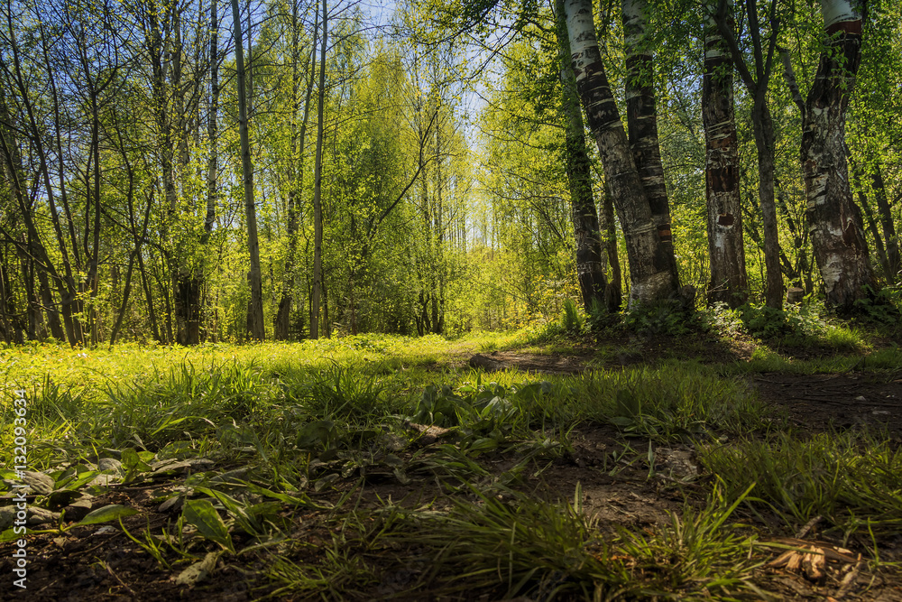 Obraz premium весенний день в лесу