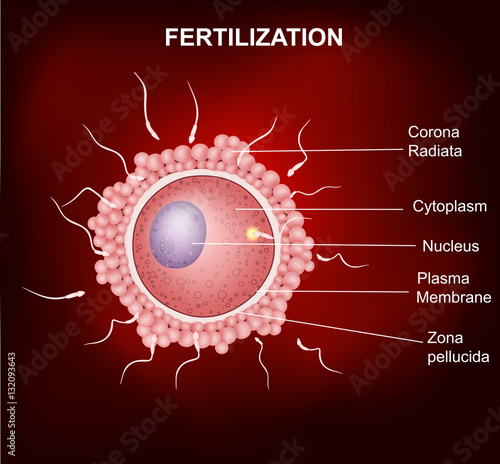 Human fertilization,  Insemination of human egg cell by sperm cell

