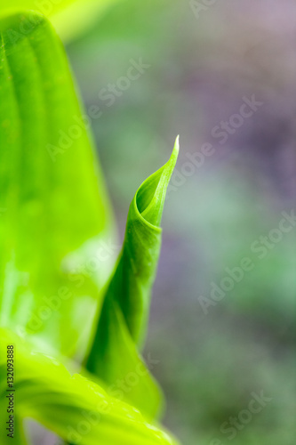 Green, abstract composition with leaf texture and soft focus 