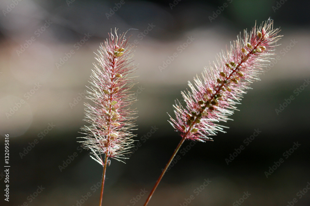 Abstract wild plant background 