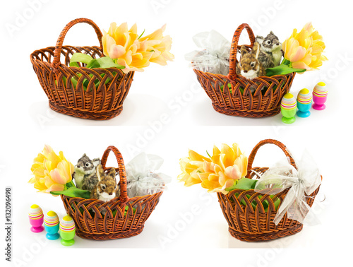 Set of easter springtime concepts with eggs  easter bunny in the