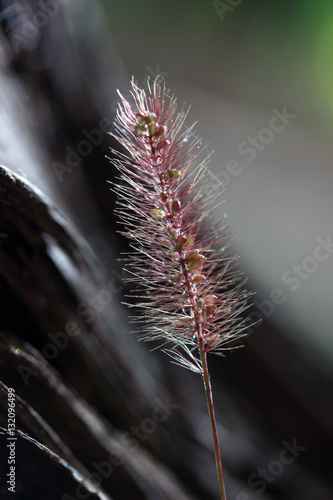 Abstract wild plant background 