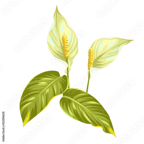Bouquet of two decorative flowers spathiphyllum on white background
