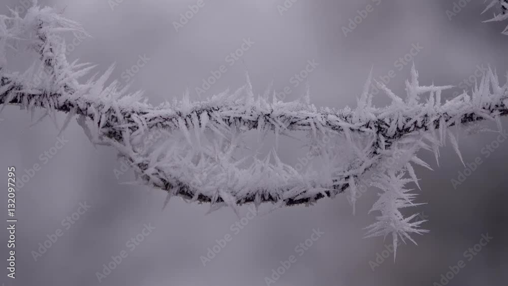 Raureif an Zweig, Eiskristalle, Winter im Wald Raureif an Zweig, Eiskristalle, Winter im Wald