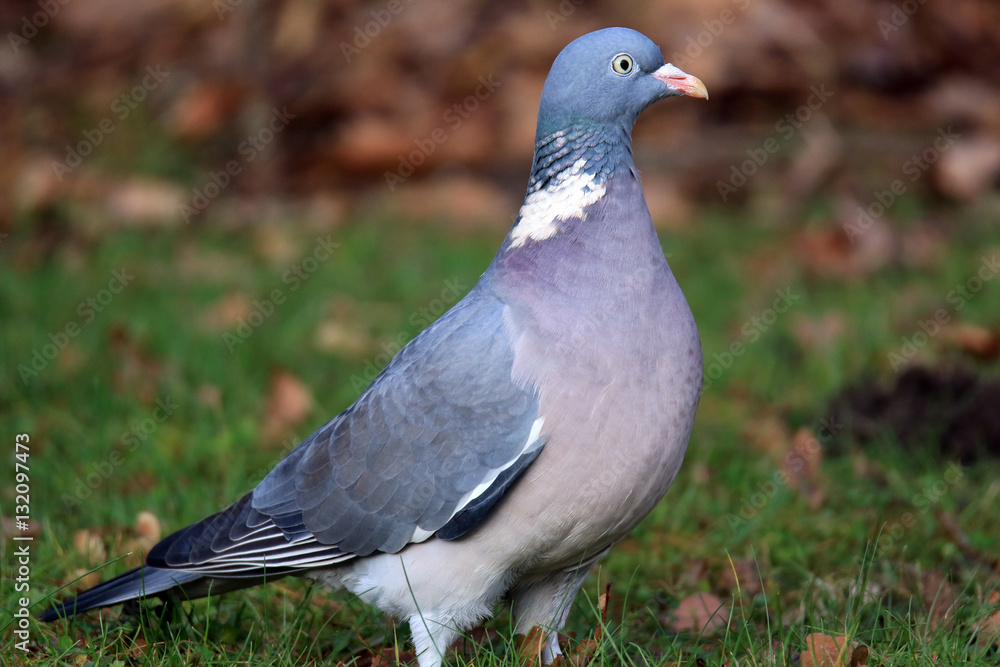 Obraz premium Ringeltaube im Gras