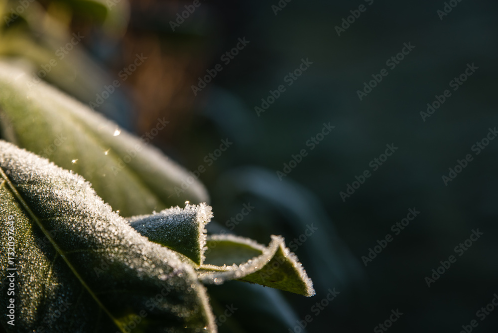 Kirschlorbeer im Frost Kirschlorbeer im Frost