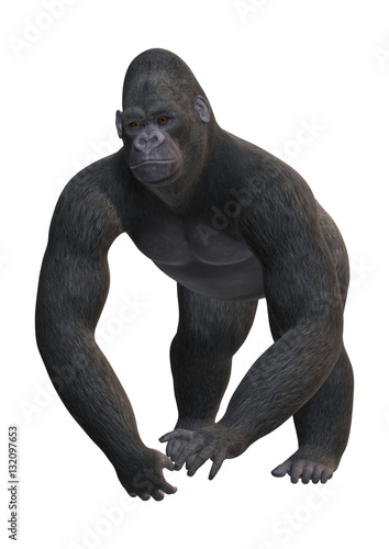 3D Rendering Gorilla on White