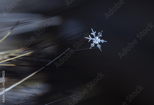 photo real snowflakes during a snowfall  under natural conditions at low temperature