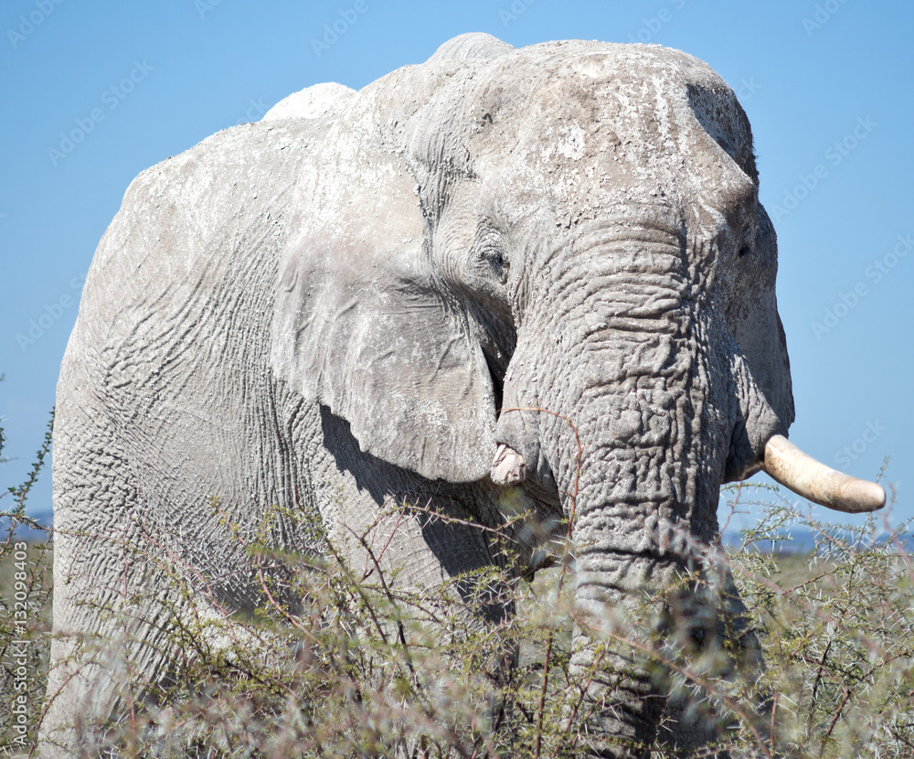 Naklejka premium old elephant