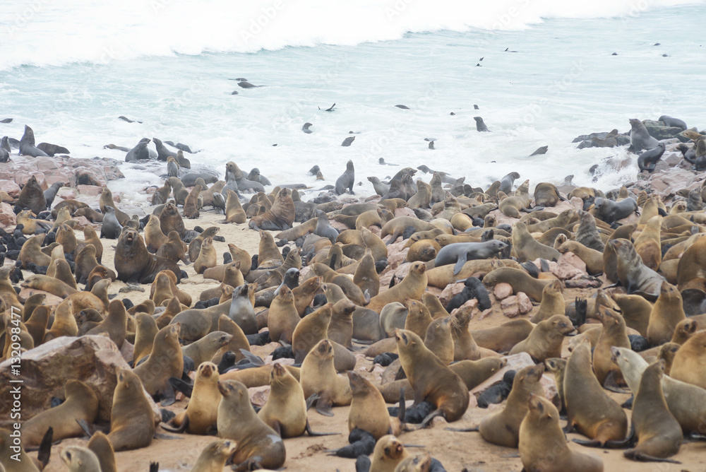 Naklejka premium Seals at Cape Cross