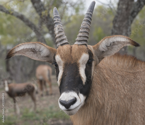 Roan Antelope profile